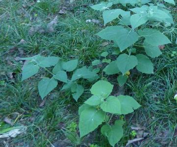 Physalis peruviana (1)