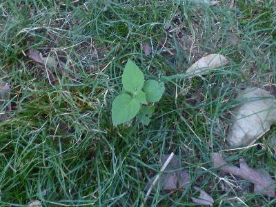Physalis peruviana (2)