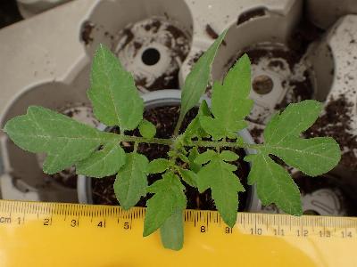 Solanum lycopersicum