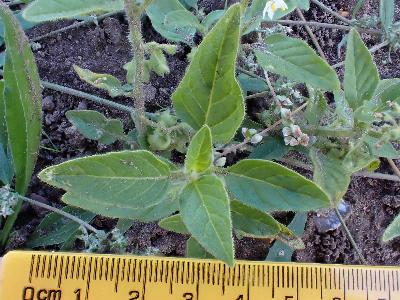 Solanum nitidibaccatum