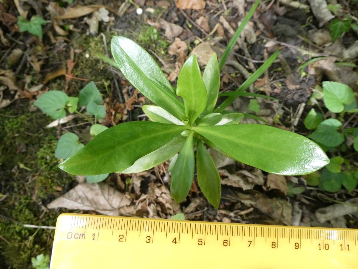 Thymelaeaceae