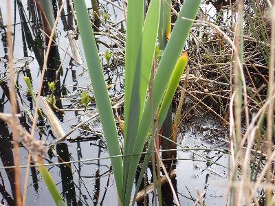 Typha latifolia