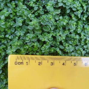 Soleirolia soleirolii