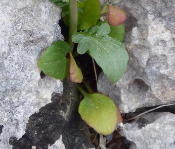 Centranthus calcitrapae (1)