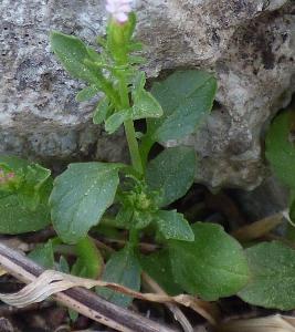 Centranthus calcitrapae (2)