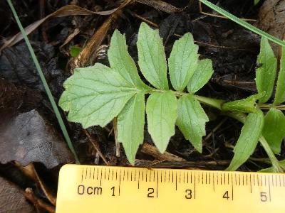 Valeriana officinalis (1)