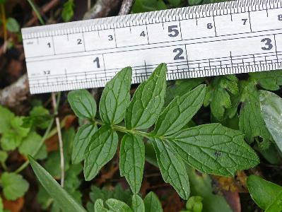 Valeriana officinalis (2)