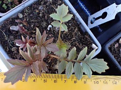 Valeriana officinalis (3)