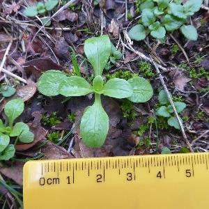 Valerianella locusta