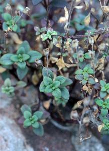 Chaenorhinum origanifolium