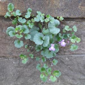 Cymbalaria pallida (1)