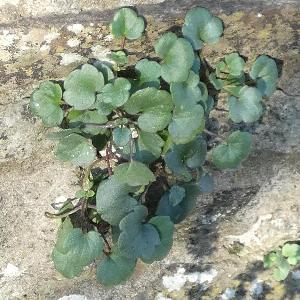 Cymbalaria pallida (2)