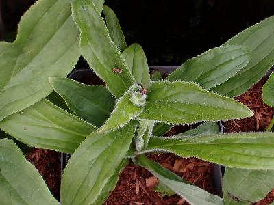 Digitalis grandiflora