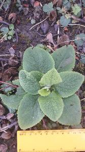 Digitalis purpurea (1)