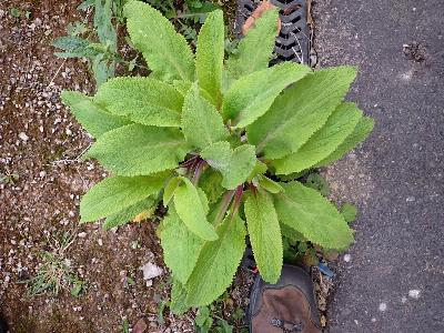Digitalis purpurea (2)