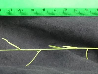 Linaria pelisseriana (1)