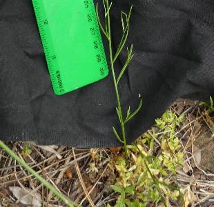 Linaria pelisseriana (2)