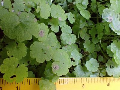 Sibthorpia europaea (1)