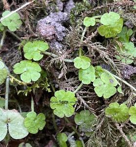 Sibthorpia europaea (2)