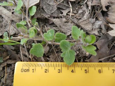 Veronica hederifolia