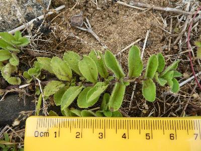 Veronica officinalis