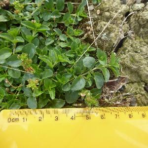 Veronica serpyllifolia