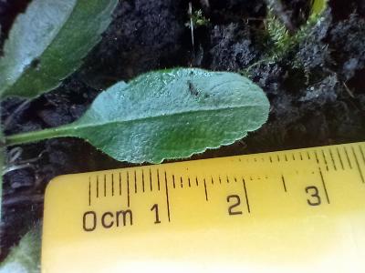 Veronica spicata (1)