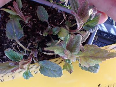 Veronica spicata (2)