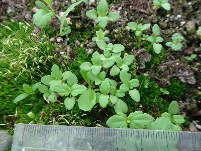 Veronica triphyllos (1)