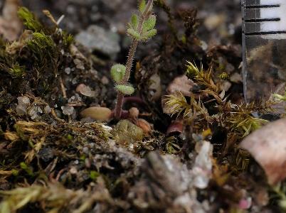 Veronica triphyllos (2)