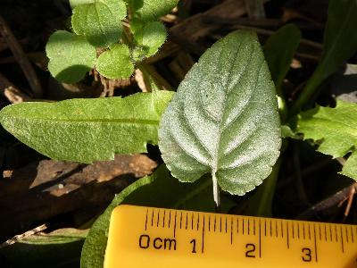 Viola reichenbachiana