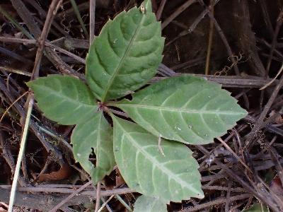 Parthenocissus henryana